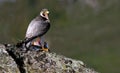A basking falcon rests on the rock Royalty Free Stock Photo