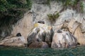 Basking fur seals in Abel Tasman National Park