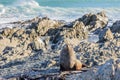 Basking fur seals in New Zealand coast
