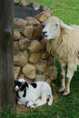 Basking little lamb, Lamb grazing on green grass meadow, spring Lambs in countryside in the sunshine Royalty Free Stock Photo