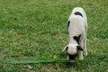 Basking little lamb, Lamb grazing on green grass meadow, spring Lambs in countryside in the sunshine Royalty Free Stock Photo