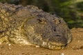 Nile Crocodile in Tsave national Park Kenya East Africa Royalty Free Stock Photo