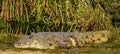 Nile Crocodile in Tsave national Park Kenya East Africa Royalty Free Stock Photo