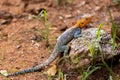 Basking Orange Head Agama on the Kenyan Tsavo East Reserve Rock Royalty Free Stock Photo