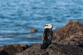 Basking pied cormorant Royalty Free Stock Photo