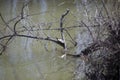 Basking Red-Eared Slider Royalty Free Stock Photo