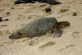 Basking Sea Turtle