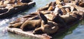 Basking sealions Royalty Free Stock Photo