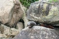 Basking seals