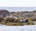 Basking seals