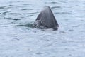 2 - Basking shark dorsal fin bubbles water as it approaches forwards