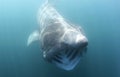 A basking shark swimming towards camera