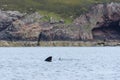 Basking shark swims away from a geological rock cave background