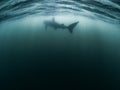 A Basking Shark swims underwater into the distance near the Isle of Coll.