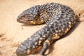 A basking shingleback lizard looking angry but it\'s its normal expression. Royalty Free Stock Photo
