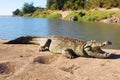 Basking Sovereignty Nile Crocodile Soaking in Sun\'s Embrace