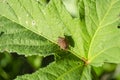 Brown Stink Bug On Okra Leaf Royalty Free Stock Photo