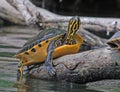 Basking Turtle