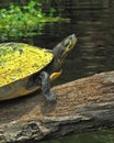 Basking Turtle on the Santa Fe River