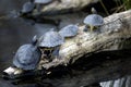 Basking turtles Royalty Free Stock Photo