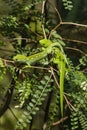 Basking Wellington green geckos