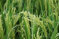 Basmati rice crop Royalty Free Stock Photo