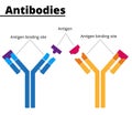 Illustration of the antibodies structure Royalty Free Stock Photo