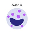 Basophil anatomical icon