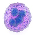 Basophil granulocyte