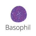 Basophil, a white blood cell, illustration. Leukocyte, allergic, granules, inflammation.