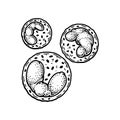 Basophil leukocyte white blood cells isolated on white background. Hand drawn scientific microbiology vector illustration in