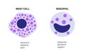 Basophil and mast cell