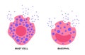 Basophil and mast cell