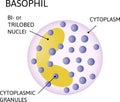 Basophil, type of white blood cell. Consist of cytoplasmic granules