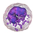 Basophil, a white blood cell