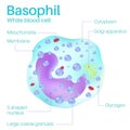 Basophil are white blood cells.