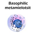 Basophils structure. Basophils blood cells. Metamyelocytes. White blood cells. leukocytes. Infographics. Vector