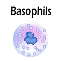 Basophils structure. Basophils blood cells. White blood cells. leukocytes. Infographics. Vector illustration on isolated