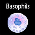 Basophils structure. Basophils blood cells. White blood cells. leukocytes. Infographics. Vector illustration on isolated