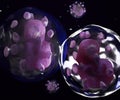 The basophils are a type of white blood cell Royalty Free Stock Photo