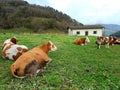 Cows are watching the hills after feeding themselves Royalty Free Stock Photo