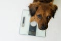 dog weighing himself on the scale, new year\'s resolution to lose weight. looking at camera scared