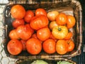 A basquet of ecological tomatoes Royalty Free Stock Photo