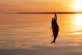 Bass caught on fishing tackle. Angler releasing river perch at the gold sunset. Perch caught on the spinner by fisherman in the Royalty Free Stock Photo