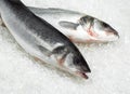 Bass, dicentrarchus labrax, Fresh Fishes on Ice