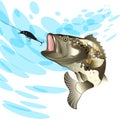 Bass fish, fishing for perch with a vobler on a splash water background Royalty Free Stock Photo