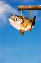 Bass Fish Hanging