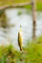 Fish hanging on a fishing line