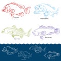 Bass Fish Types Royalty Free Stock Photo
