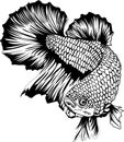 Bass Fish Vector art, icon and graphics